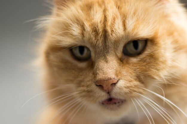 Browny cat