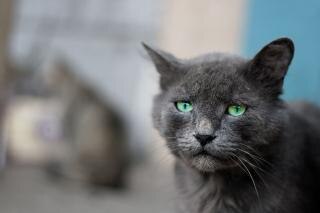 Gray Cat, outdoor