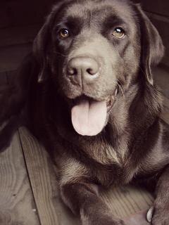 labrador retriever