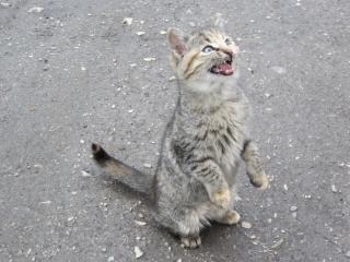 download street cats for free download street cats for free