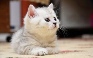 white kitten  cute