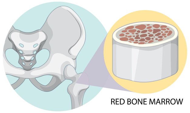 Red bone