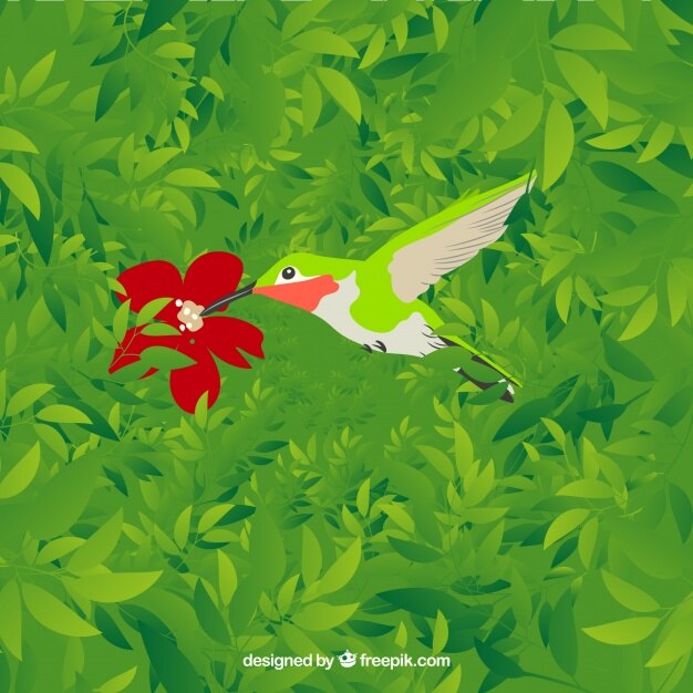 download kolibri download kolibri