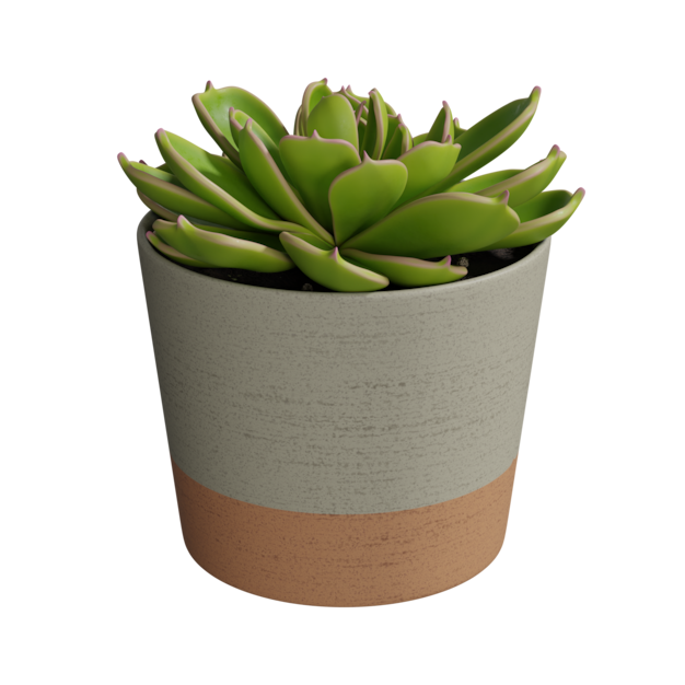 Succulent Plant