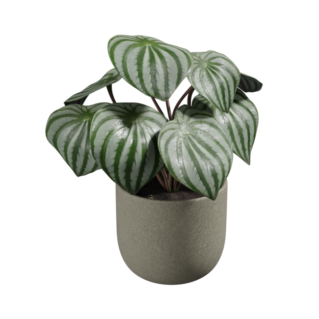 Pianta di Peperomia