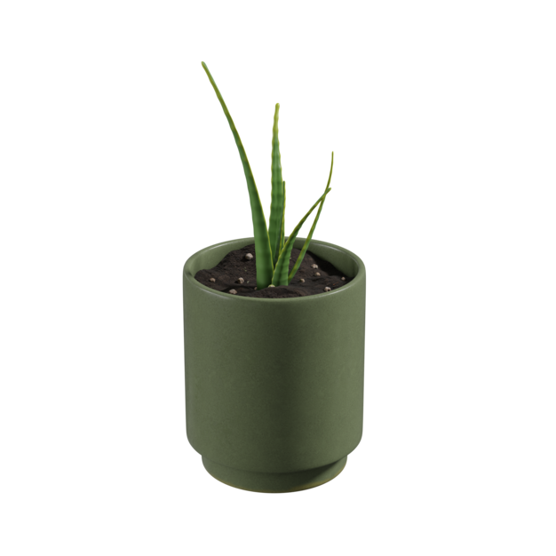 Planta de aloe vera