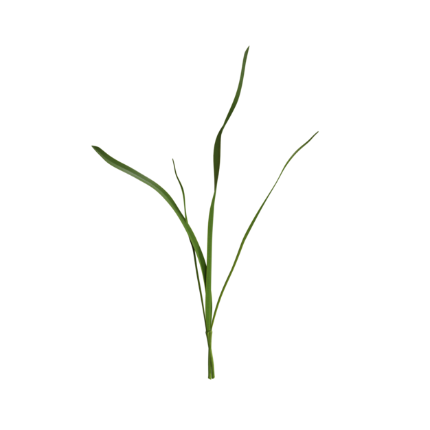 Thumbnail-https://img.freepik.com/3d-models/v2/G/F/A/Q/R/3/S/GFAQR3SG/plant-leaf-poster-1.png?t=st=1752996352~exp=1752999952~hmac=fe9327e3fb5e59fe1dfc8f5a784396292ff05aaa1b6d58b32c8c8d96d8e968d8