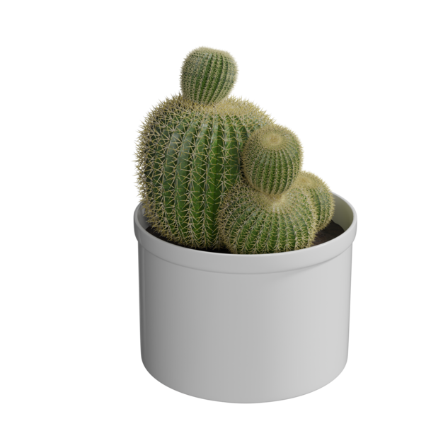 Planta de cactus