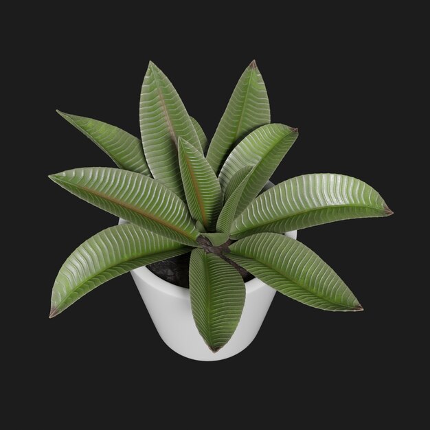 Thumbnail-https://img.freepik.com/3d-models/v2/R/P/7/D/1/K/C/RP7D1KCK/plant-beauty-2.png?t=st=1752371401~exp=1752375001~hmac=5a96410a9da2942bd4ab671f779776bef1094900a6ea93f589c008f99367477a