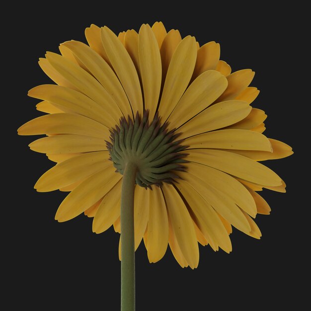 Thumbnail-https://img.freepik.com/3d-models/v2/S/7/O/7/O/D/8/S7O7OD85/gerber-beauty-3.png?t=st=1752438776~exp=1752442376~hmac=50197b54fa3dad5a3839da828491db0eba9caa075cb7fb630448d202869d71ba
