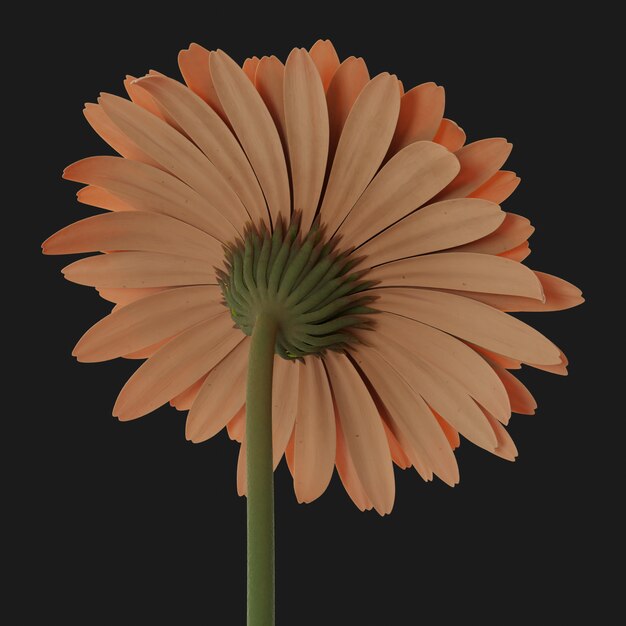 Thumbnail-https://img.freepik.com/3d-models/v2/S/7/P/S/7/E/W/S7PS7EWI/gerber-beauty-3.png?t=st=1752405948~exp=1752409548~hmac=e2b1a99c24a6ca6d042d93ba9c9d2522181144d1a8839c22c60015e3d6384dad