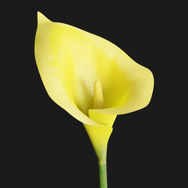 Thumbnail-https://img.freepik.com/3d-models/v2/T/9/2/F/P/K/B/T92FPKBK/calla-lily-beauty-2.png?t=st=1752403383~exp=1752406983~hmac=b374f21aa42efae02050bc52b2fdb7568c8f35f170bff01a6848311502f8c5f9