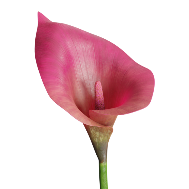 Thumbnail-https://img.freepik.com/3d-models/v2/T/9/7/L/S/N/0/T97LSN0M/calla-lily-poster-2.png?t=st=1752434099~exp=1752437699~hmac=192802534233154b819d11d296ca97b0033efedc830a921821b99409472bd308