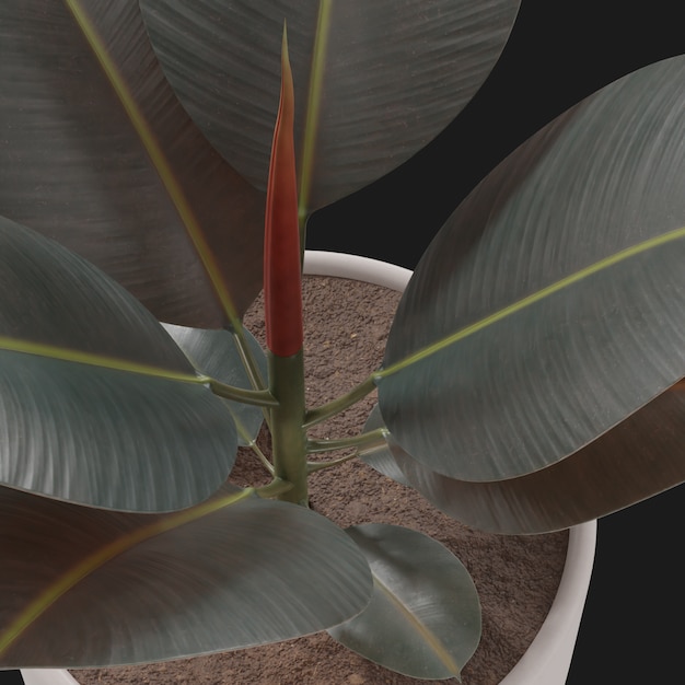 Thumbnail-https://img.freepik.com/3d-models/v2/T/K/9/4/0/3/T/TK9403TR/rubber-plant-beauty-3.png?t=st=1752366865~exp=1752370465~hmac=fd96ab16506eb2ff05c22f0ea8058cdc6a03fdea7f20ff9ba5a991b3068f7805