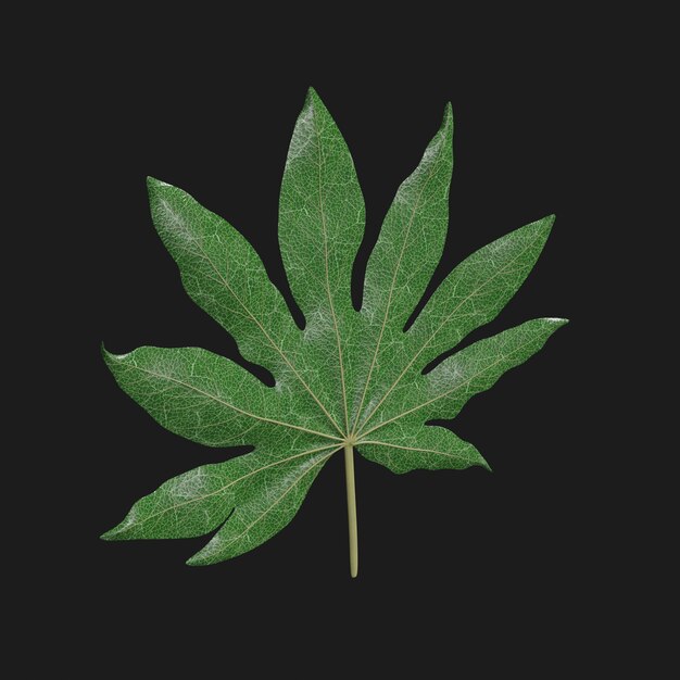 Thumbnail-https://img.freepik.com/3d-models/v2/T/U/J/Q/B/6/5/TUJQB65J/plant-beauty-1.png?t=st=1752345628~exp=1752349228~hmac=d5533872f0bd230b5d4670a7089c2b2b87c12bdd6aae32bdb8ce09ac73c19fd0