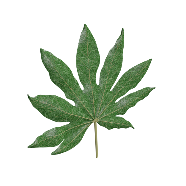 Thumbnail-https://img.freepik.com/3d-models/v2/T/U/J/Q/B/6/5/TUJQB65J/plant-poster-1.png?t=st=1752345628~exp=1752349228~hmac=a498b3a9e4f2b0684ef9f81d055a4fbecaff583d58912184d4e179b78e9595a5