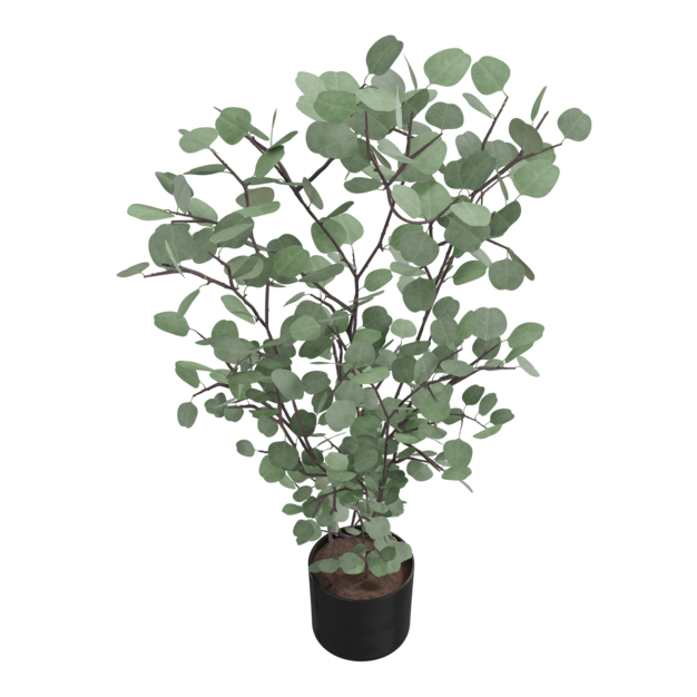 Thumbnail-https://img.freepik.com/3d-models/v2/U/4/M/P/S/M/2/U4MPSM2H/eucalyptus-plant-pot-poster-3.png?t=st=1752403772~exp=1752407372~hmac=1a9a5fbcb21f7c9ed69aa2bc26b2f5cdb318df5cdcbd0d433b128662c73245e5