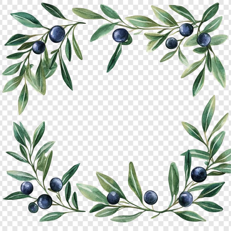 Bezpłatny plik PSD akwarela ramka gałązki oliwnej elegantna ilustracja botaniczna