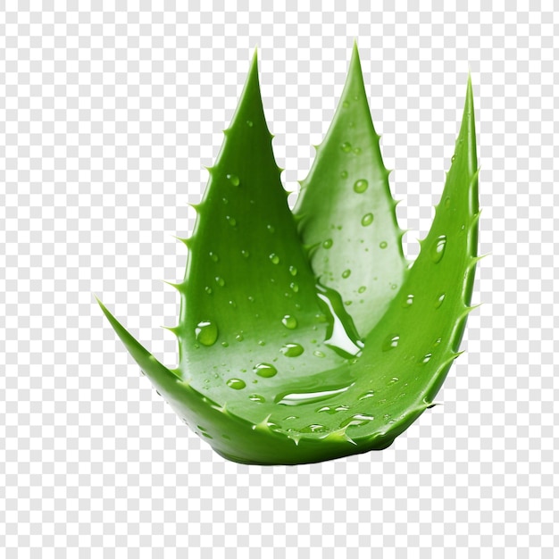 Aloe Vera Png Na Przezroczystym Tle