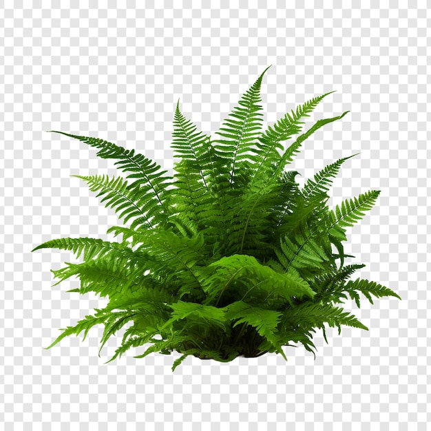 Boston Fern Nephrolepis Exultate Png Na Przezroczystym Tle