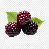 Bezpłatny plik PSD boysenberry wyizolowane na przezroczystym tle
