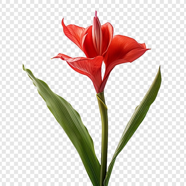 Bezpłatny plik PSD canna lily kwiat png na przezroczystym tle