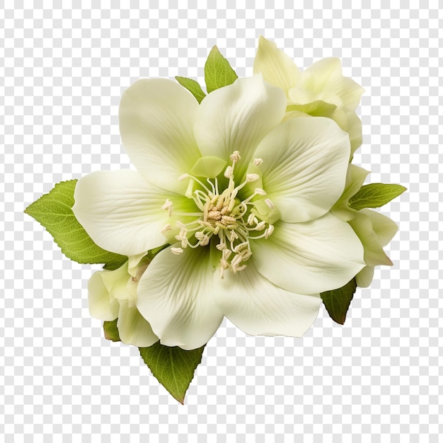 Bezpłatny plik PSD ciemiernik kwiat na przezroczystym tle