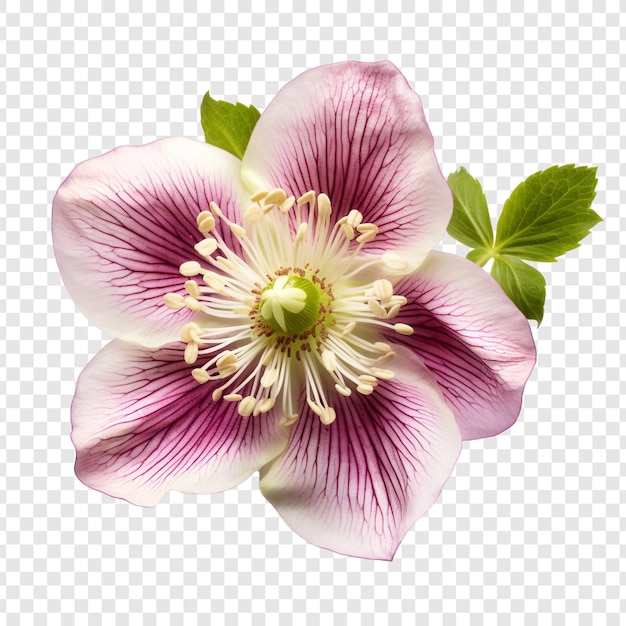 Bezpłatny plik PSD ciemiernik kwiat png na przezroczystym tle