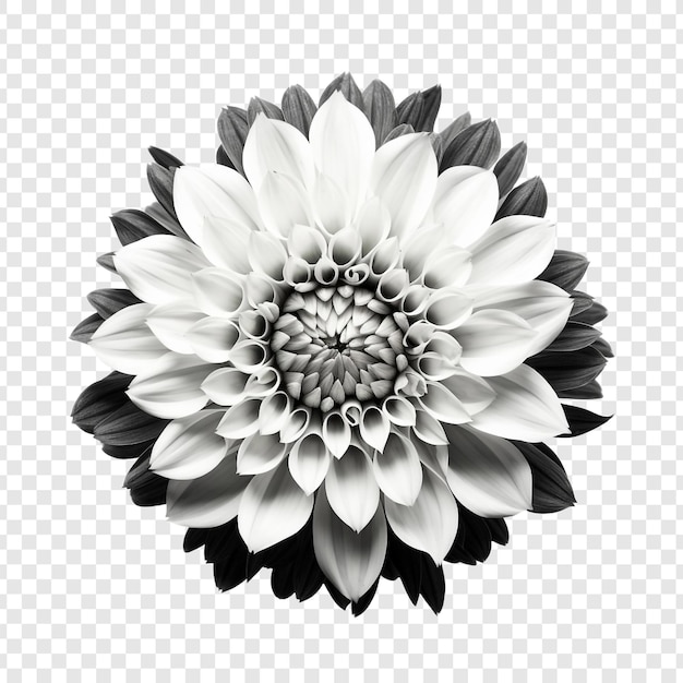 Bezpłatny plik PSD czarno-biała mozaika kwiatów izolowana na przezroczystym tle