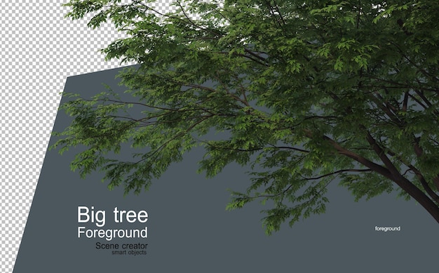 Duże drzewo na pierwszym planie o wielu różnych typach i kształtach