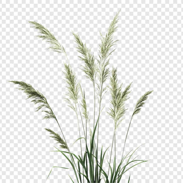 Elegant Pampas Grass Bouquet A Natures Grace