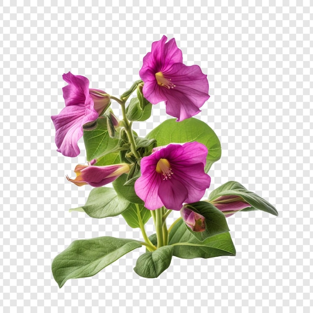 Bezpłatny plik PSD gloksynia kwiat png na przezroczystym tle