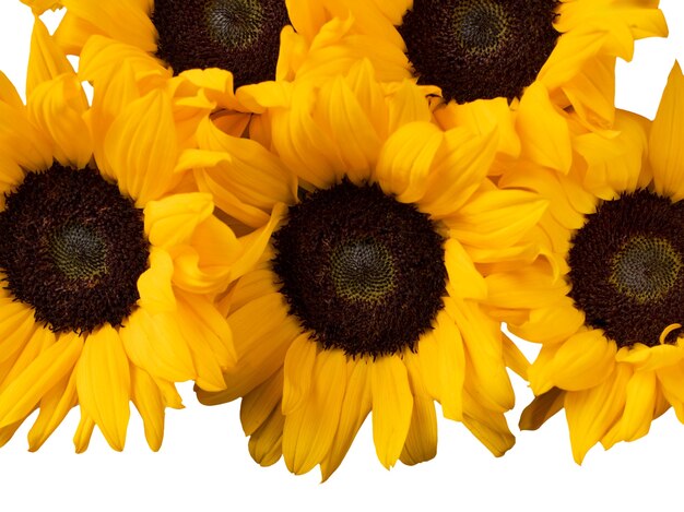 Bezpłatny plik PSD izolowany kwiat słonecznika