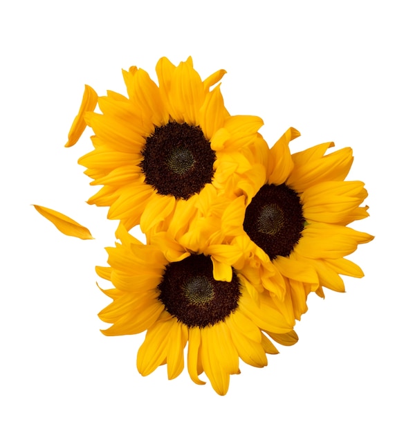 Bezpłatny plik PSD izolowany kwiat słonecznika