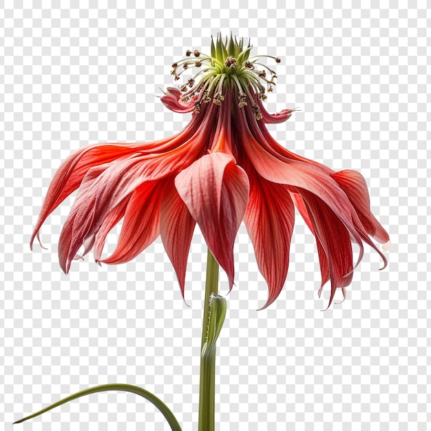 Bezpłatny plik PSD korona cesarska kwiat na przezroczystym tle