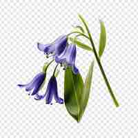 Bezpłatny plik PSD kwiat bluebell odizolowany na przezroczystym tle