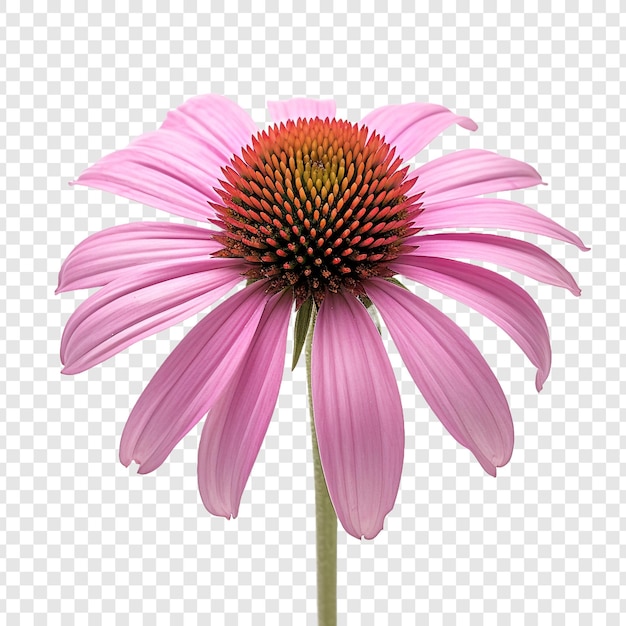 Bezpłatny plik PSD kwiat echinacei png na przezroczystym tle