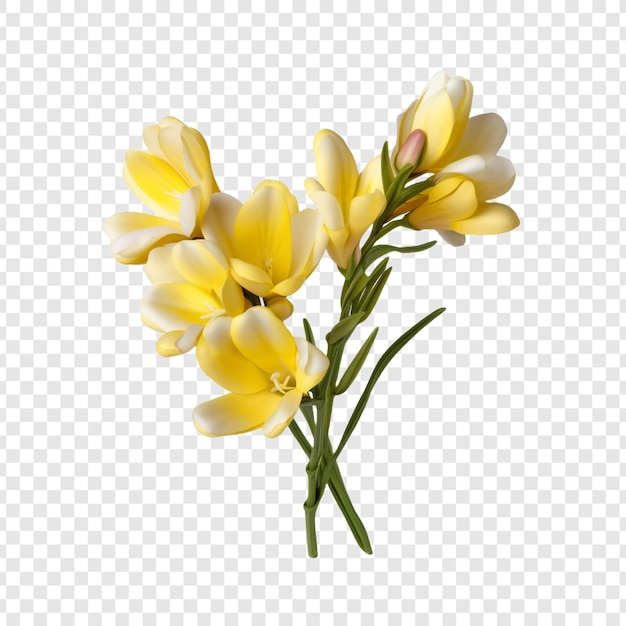 Bezpłatny plik PSD kwiat frezji izolowany na przezroczystym tle