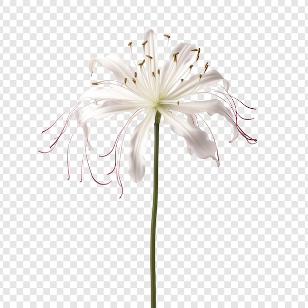Bezpłatny plik PSD kwiat lilii png wyizolowany na przezroczystym tle
