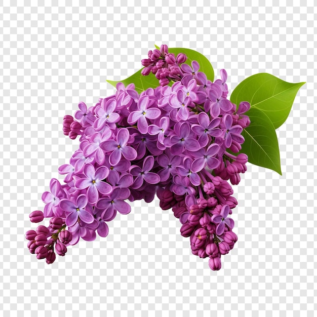 Bezpłatny plik PSD kwiat liliowy png wyizolowany na przezroczystym tle