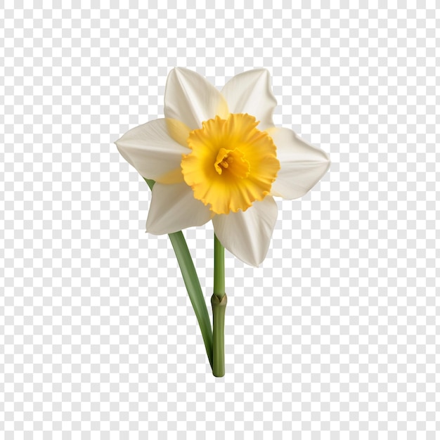 Bezpłatny plik PSD kwiat narcyza izolowany na przezroczystym tle