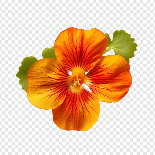 Bezpłatny plik PSD kwiat nasturtium png wyizolowany na przezroczystym tle