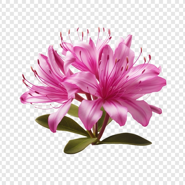 Bezpłatny plik PSD kwiat rhodory png wyizolowany na przezroczystym tle