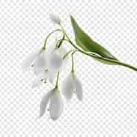 Bezpłatny plik PSD kwiat z dzwonkiem śnieżnym izolowany na przezroczystym tle