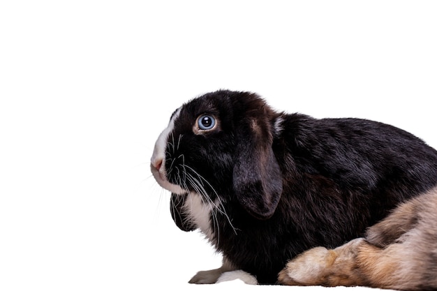 Bezpłatny plik PSD Ładny portret królika