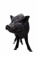 Bezpłatny plik PSD Ładny portret zwierzaka czarnej świni