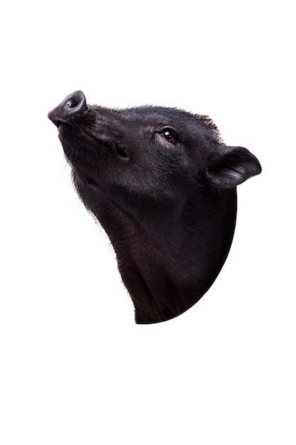 Bezpłatny plik PSD Ładny portret zwierzaka czarnej świni