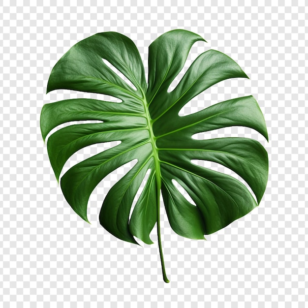 Monstera Deliciosa Png Wyizolowana Na Przezroczystym Tle