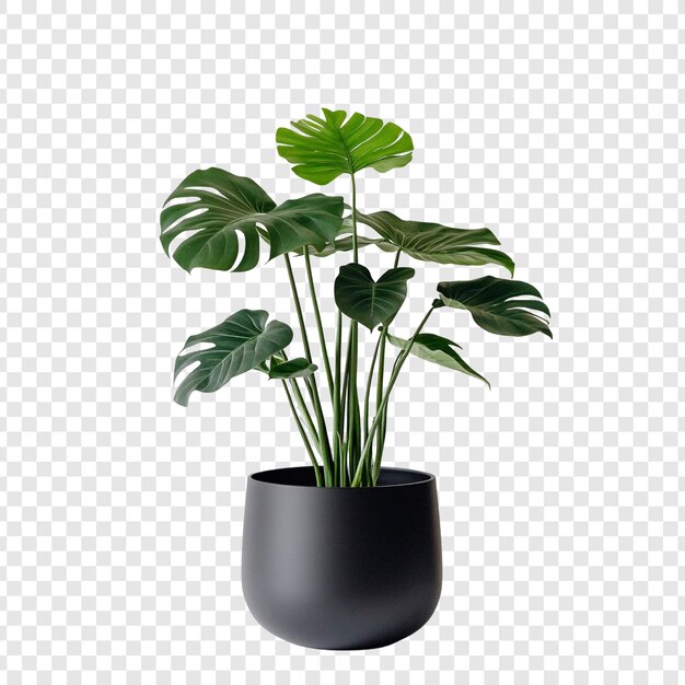 Monstera deliciosa w czarnym garnku