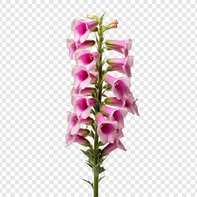 Bezpłatny plik PSD naparstnica kwiat png na przezroczystym tle